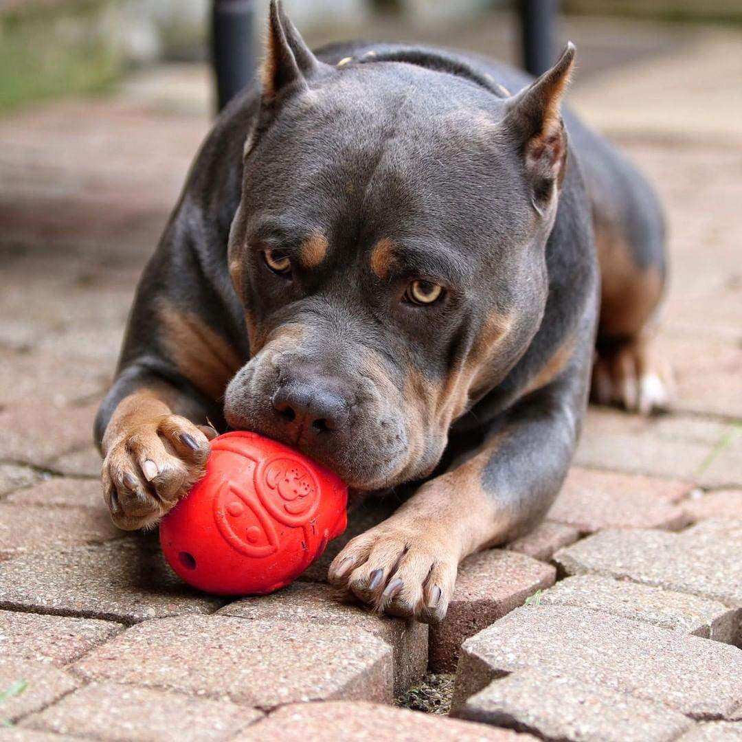 Rocketman Durable Rubber Treat Dispenser & Chew Toy - Skoutley Outdoors LLC