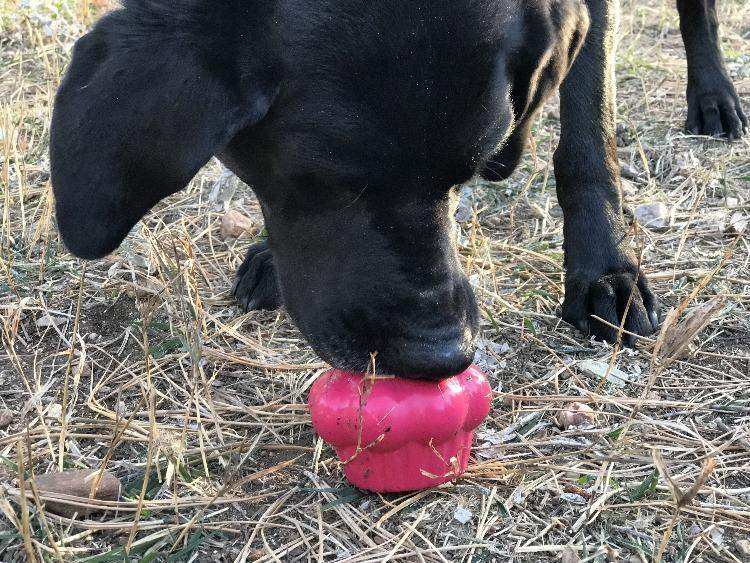 Cupcake eDispenser Durable Rubber Chew Toy & Treat Dispenser - Skoutley Outdoors LLC