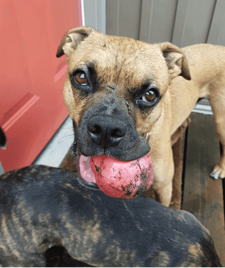 Asteroid Ultra Durable Rubber Chew Toy - Skoutley Outdoors LLC