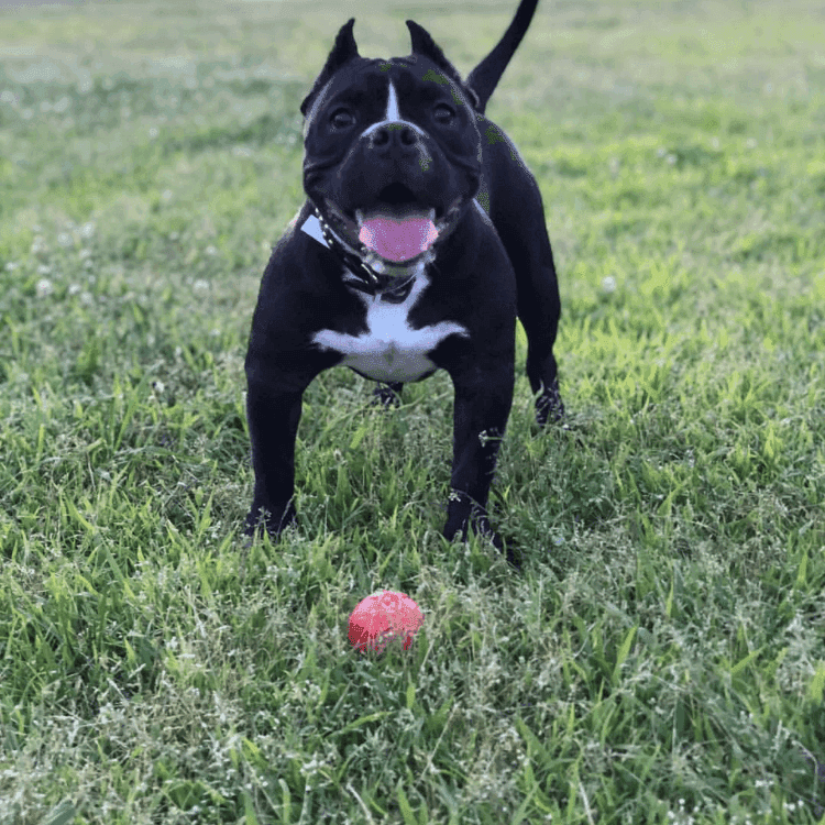 Asteroid Ultra Durable Rubber Chew Toy - Skoutley Outdoors LLC