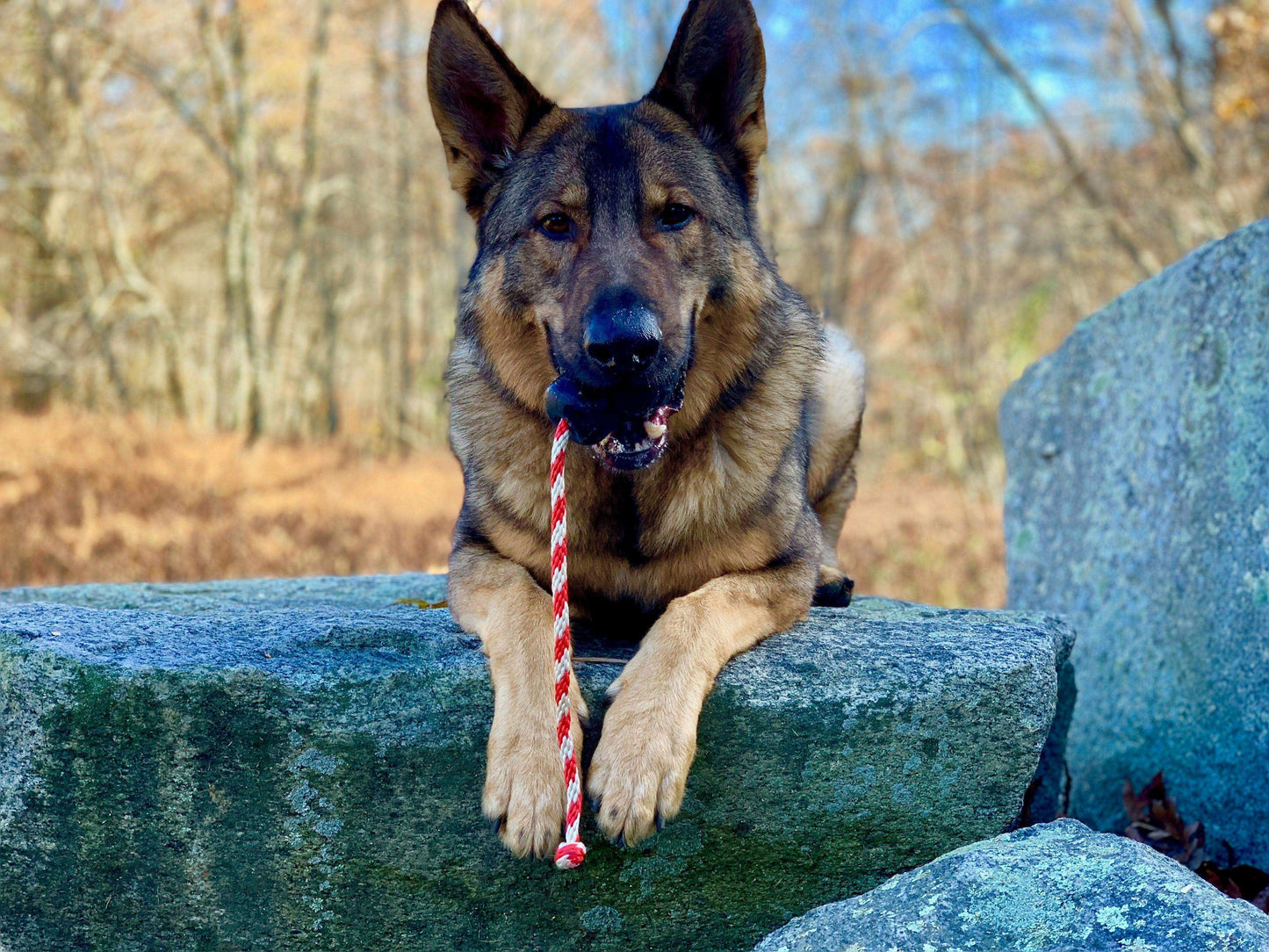 USA-K9 Magnum Skull Durable Rubber Chew Toy, Treat Dispenser, Reward Toy, Tug Toy, and Retrieving Toy - Black Magnum - Skoutley Outdoors LLC