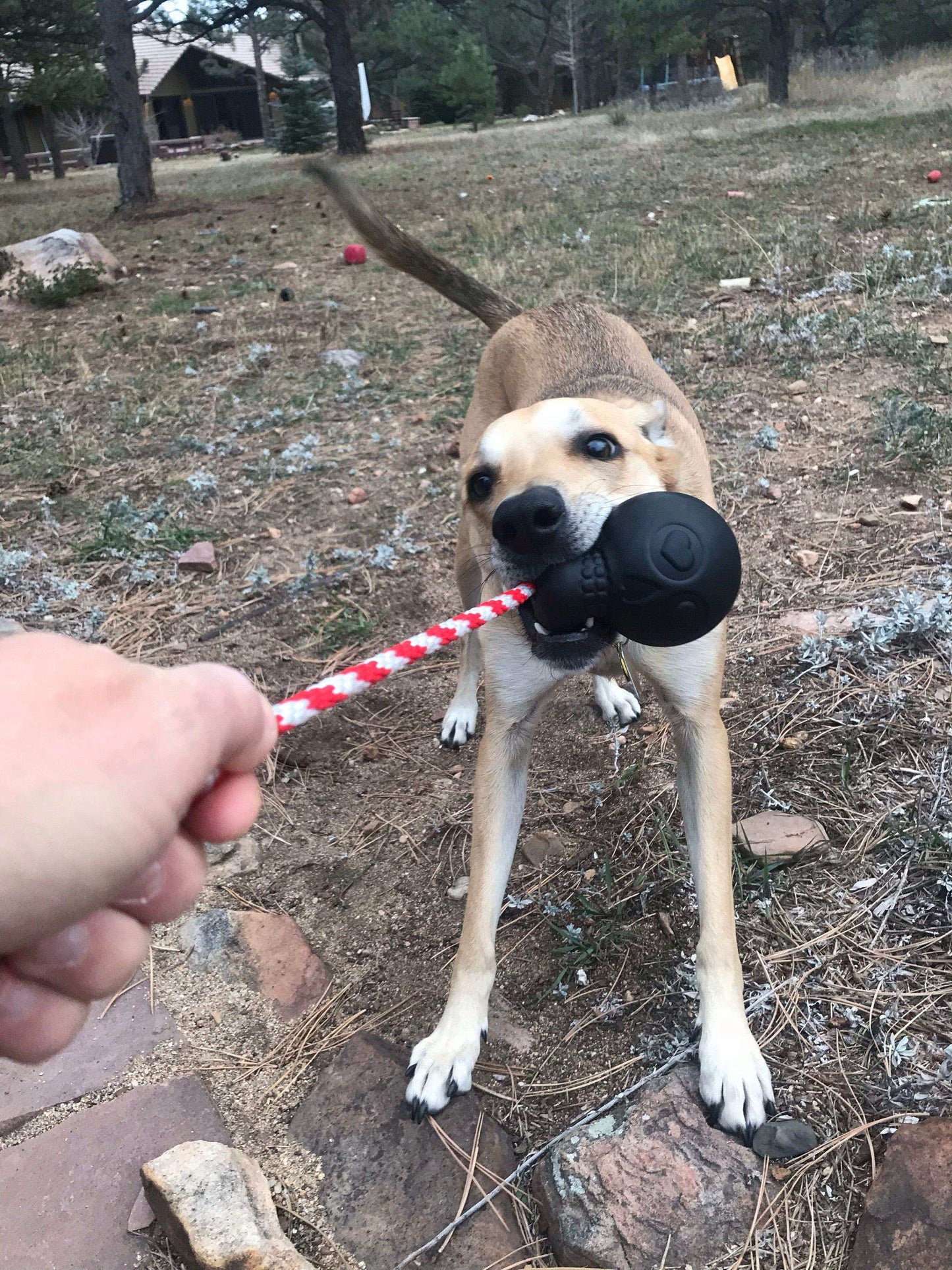 USA-K9 Magnum Skull Durable Rubber Chew Toy, Treat Dispenser, Reward Toy, Tug Toy, and Retrieving Toy - Black Magnum - Skoutley Outdoors LLC