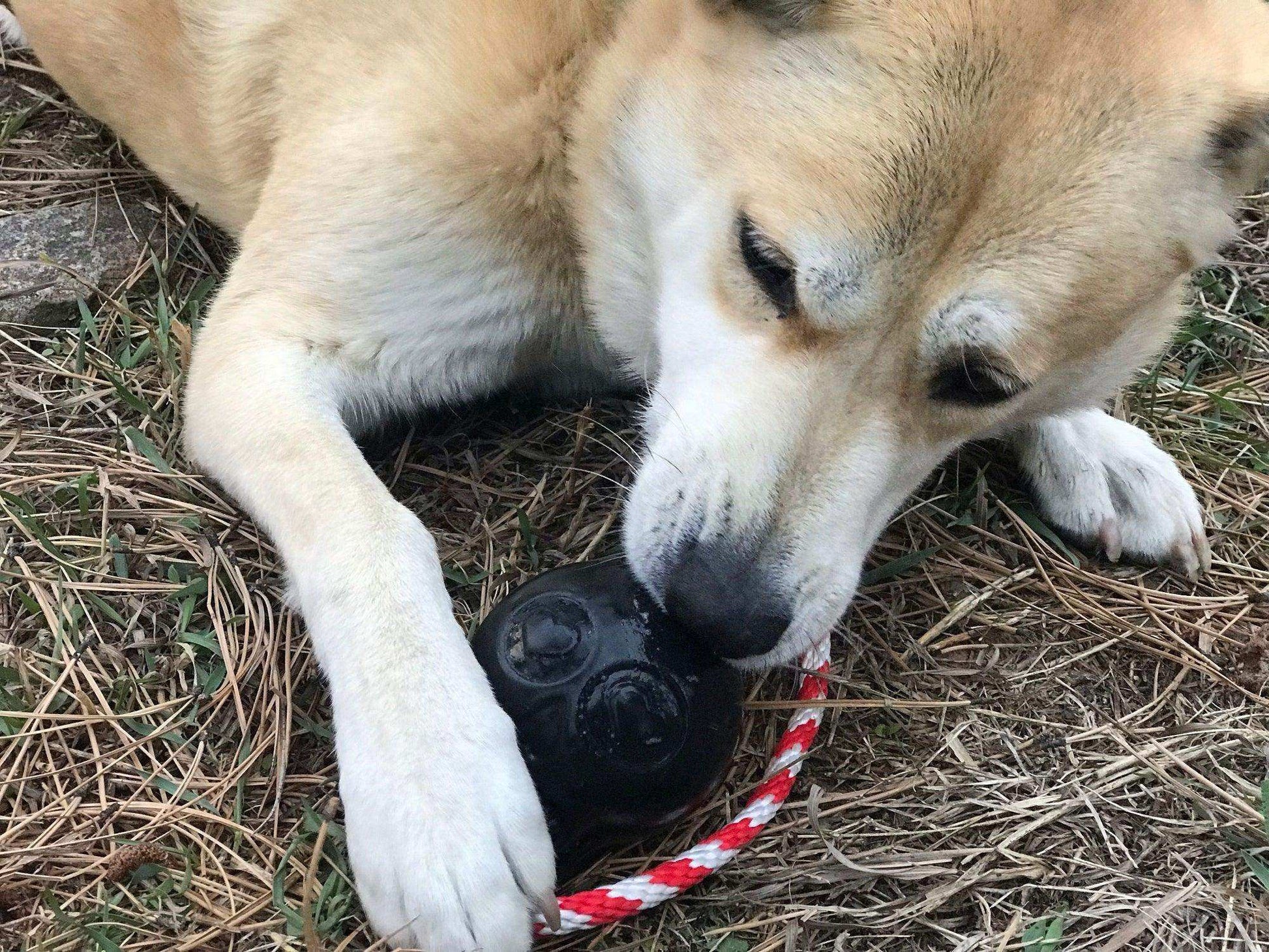 USA-K9 Skull Durable Rubber Chew Toy, Treat Dispenser, Reward Toy, Tug Toy, and Retrieving Toy - Pink - Skoutley Outdoors LLC