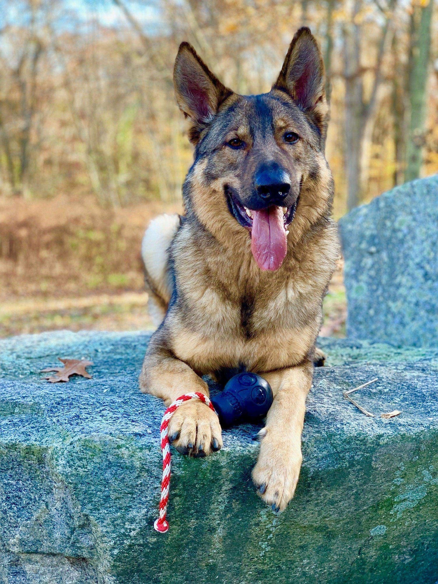 USA-K9 Magnum Skull Durable Rubber Chew Toy, Treat Dispenser, Reward Toy, Tug Toy, and Retrieving Toy - Black Magnum - Skoutley Outdoors LLC