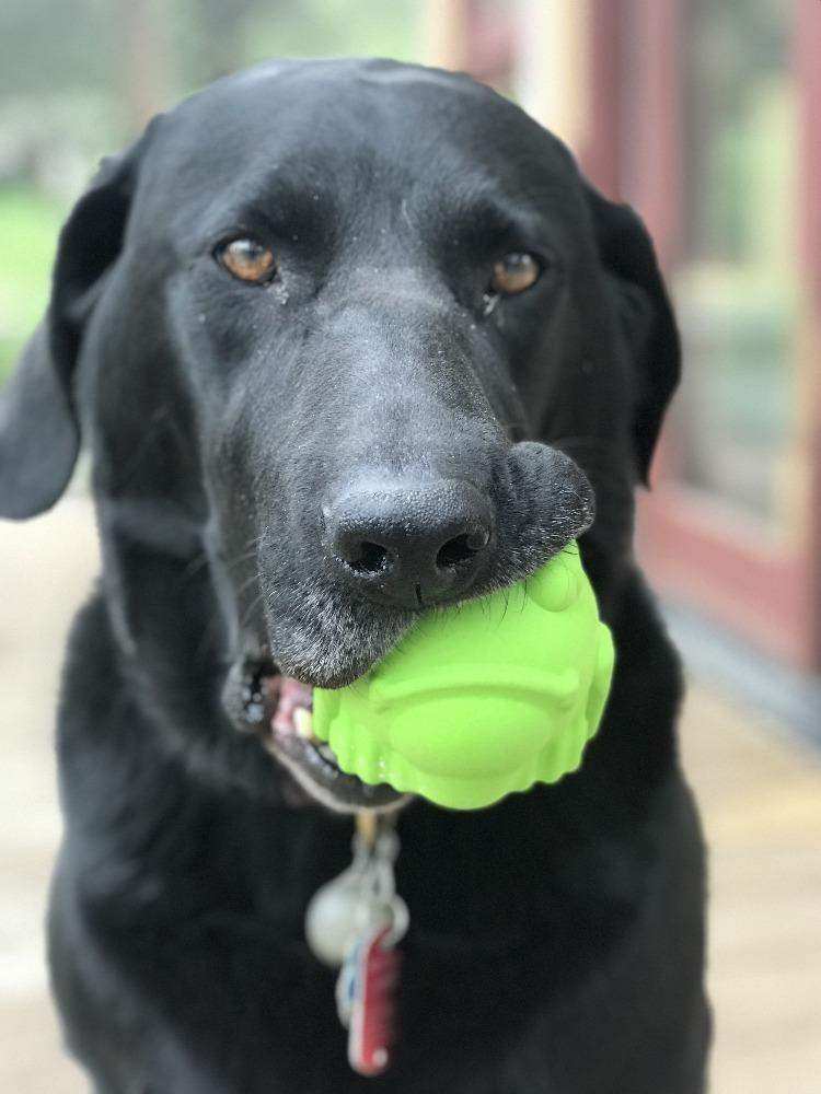 Bull Frog eDispenser Durable Rubber Chew Toy & Treat Dispenser - Large - Skoutley Outdoors LLC