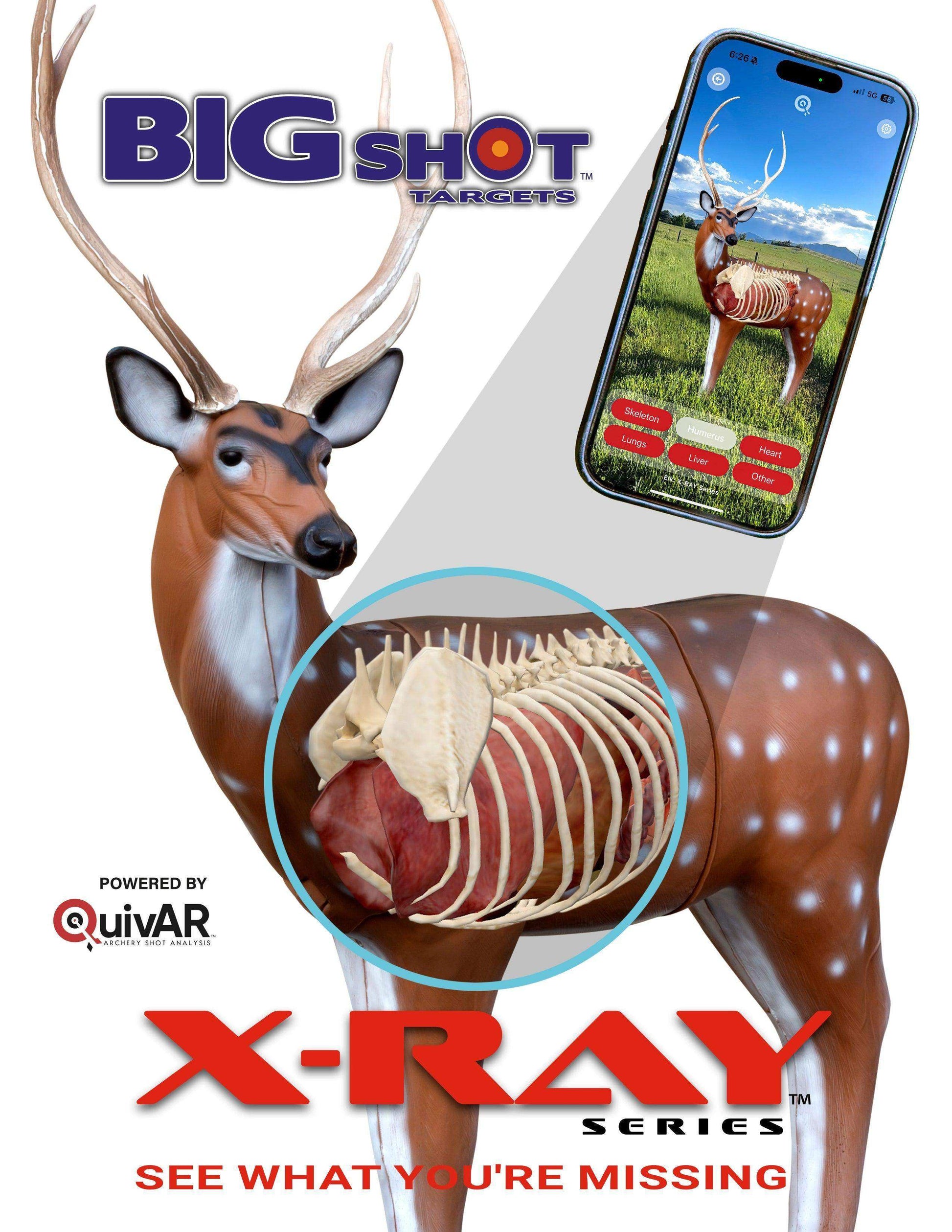 X-Ray Series Axis Deer - Skoutley Outdoors LLC