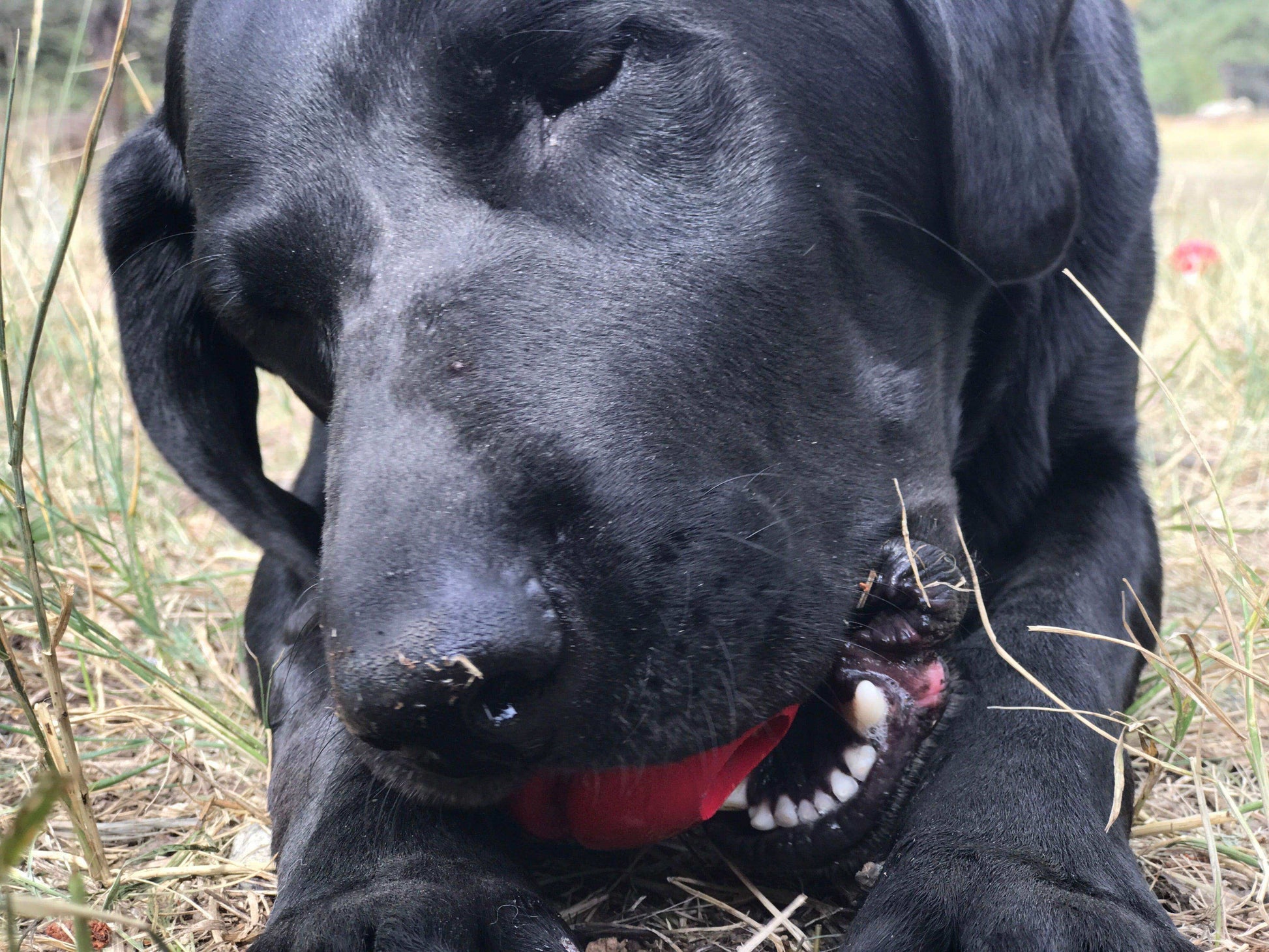 USA-K9 Stars and Stripes Ultra-Durable Durable Rubber Chew Toy, Reward Toy, Tug Toy, and Retrieving Toy - Red - Skoutley Outdoors LLC