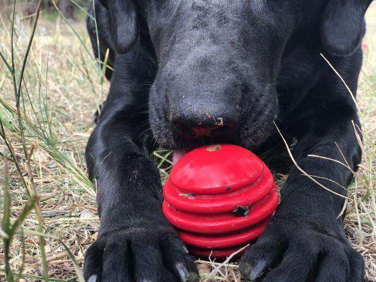 USA-K9 Stars and Stripes Ultra-Durable Rubber Chew Ball - Skoutley Outdoors LLC