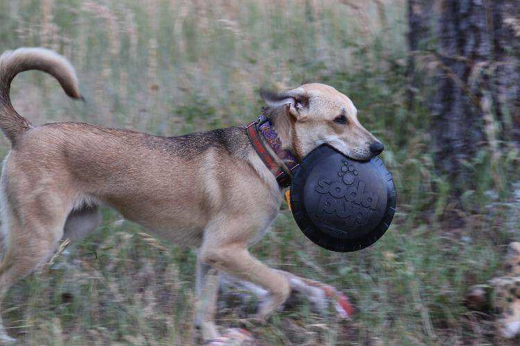 Magnum Bottle Top Flyer Ultra Durable Rubber Retrieving Frisbee - Large - Black - Skoutley Outdoors LLC