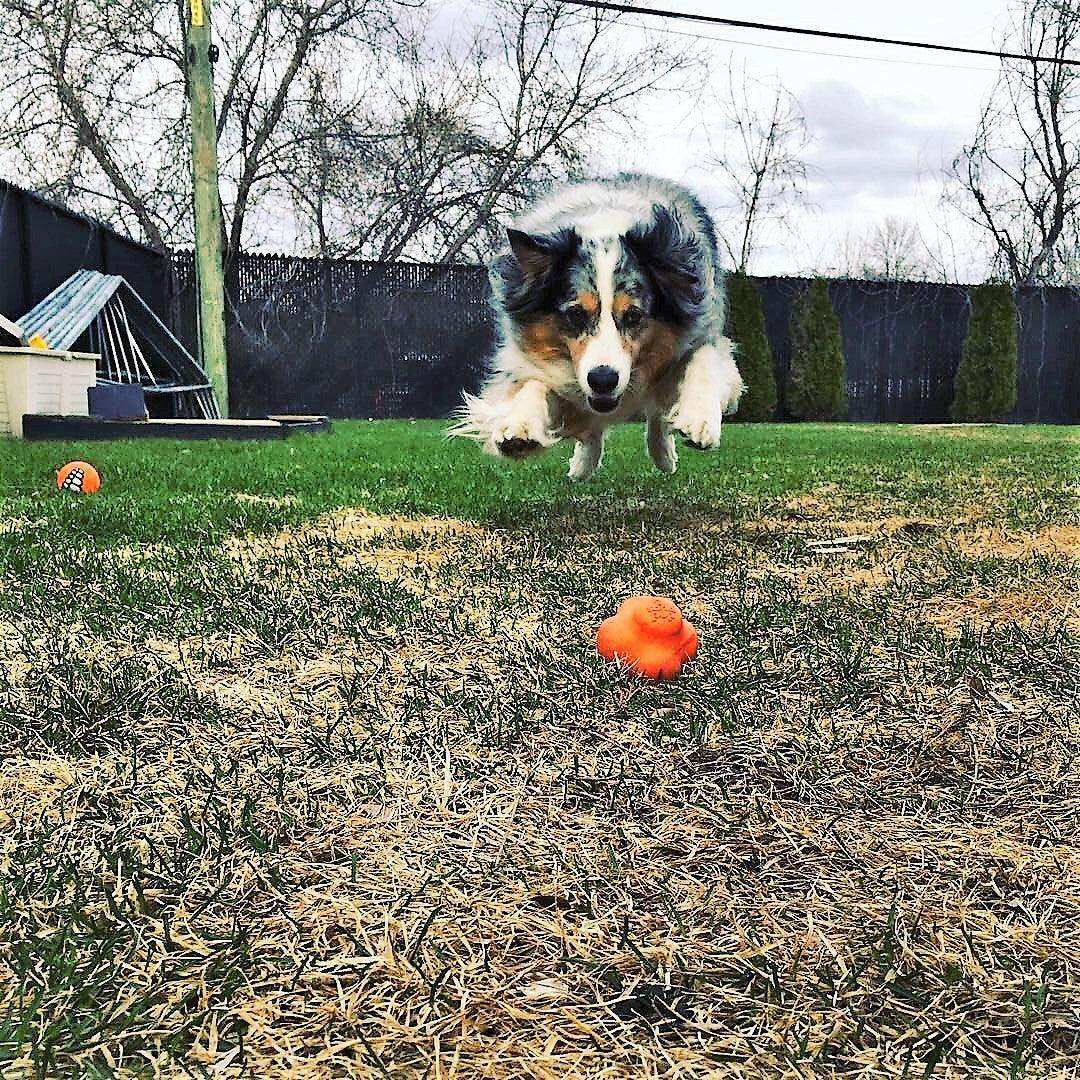 Crazy Bounce Ultra Durable Rubber Chew & Retrieving Toy - Skoutley Outdoors LLC