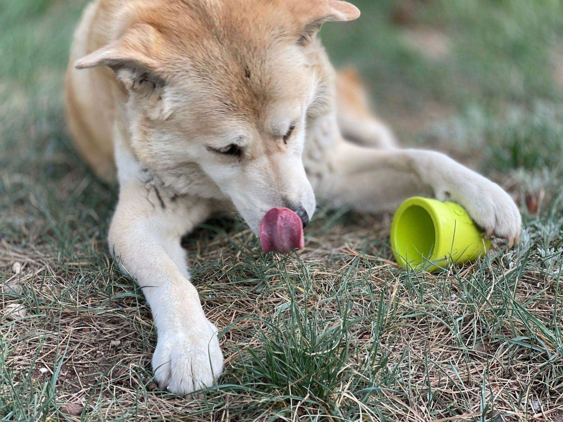 Large Flower Pot Durable PUP-X Rubber eCup Treat Dispenser & Enrichment Toy - Skoutley Outdoors LLC