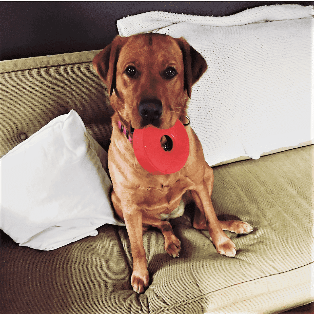 Life Ring eDispener Durable Rubber Chew Toy & Treat Dispenser - Skoutley Outdoors LLC