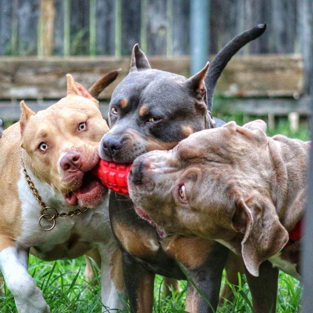 USA-K9 Grenade eDispenser Durable Rubber Chew Toy & Treat Dispenser - red - Skoutley Outdoors LLC