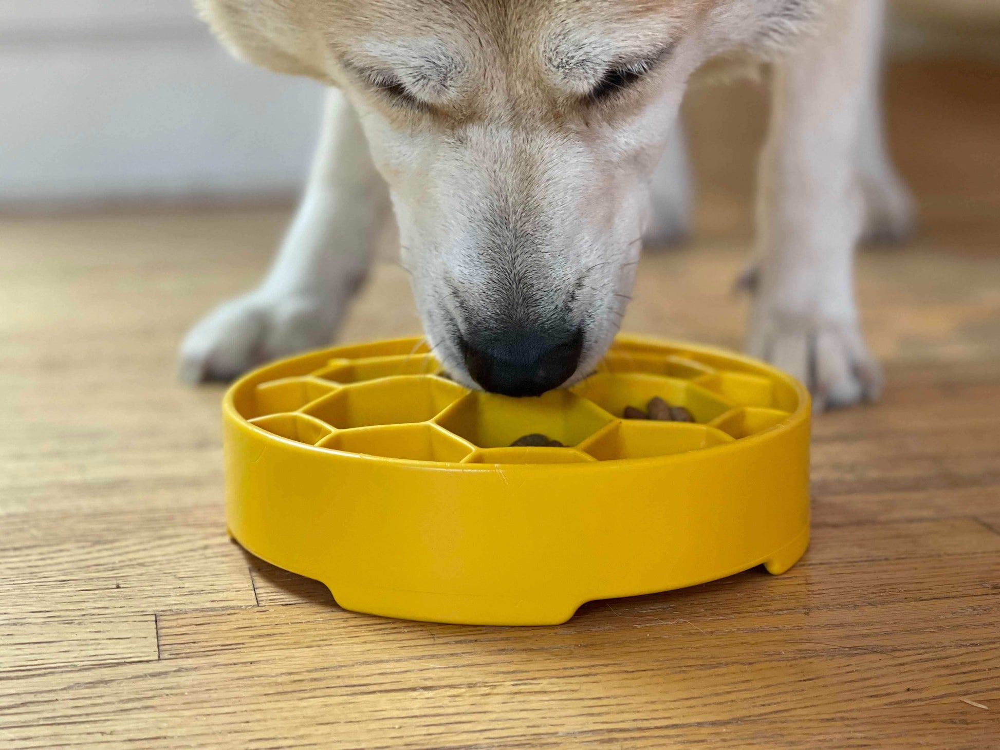 Honeycomb Design eBowl Enrichment Slow Feeder Bowl for Dogs - Skoutley Outdoors LLC