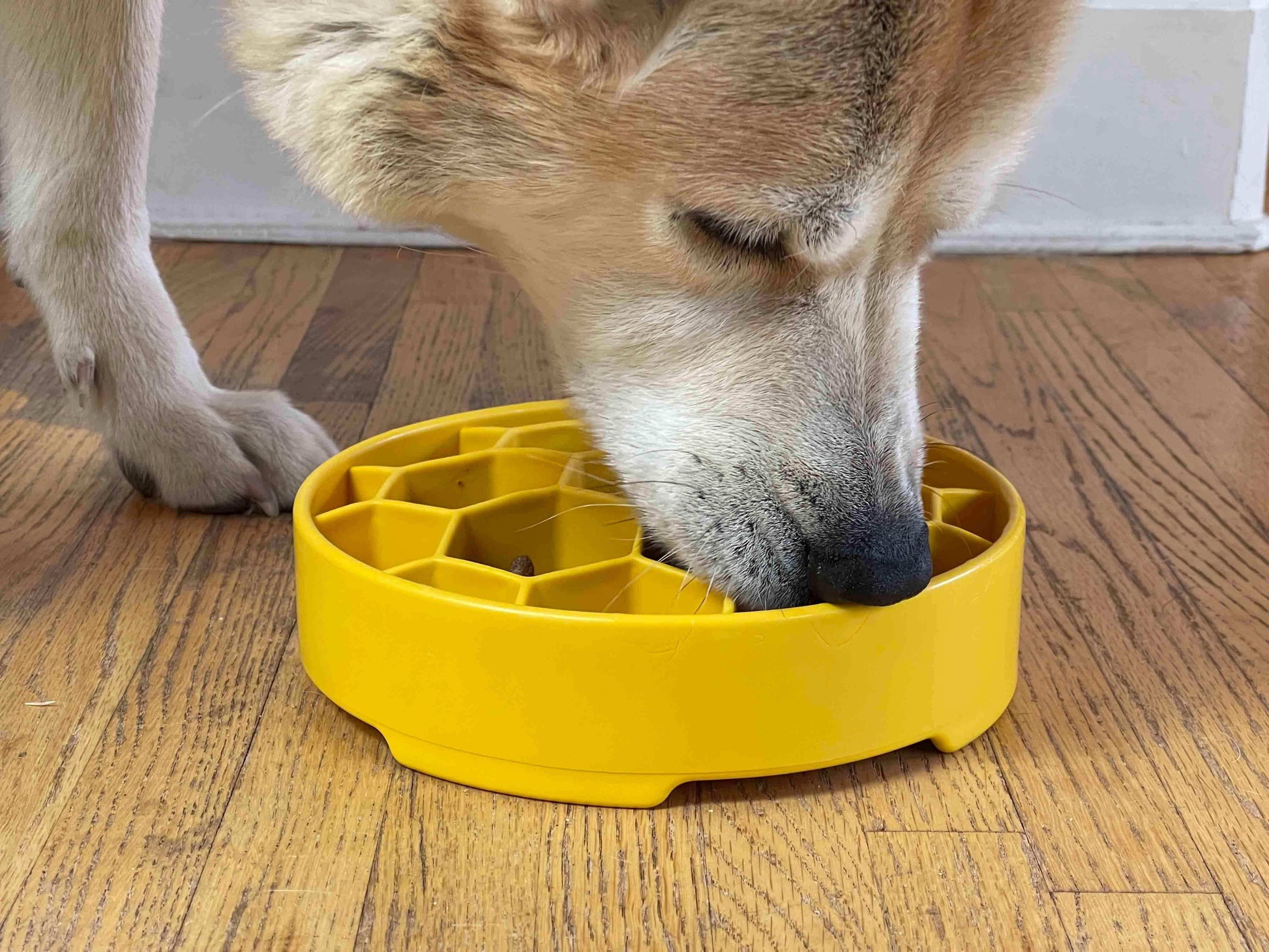 Honeycomb Design eBowl Enrichment Slow Feeder Bowl for Dogs - Skoutley Outdoors LLC