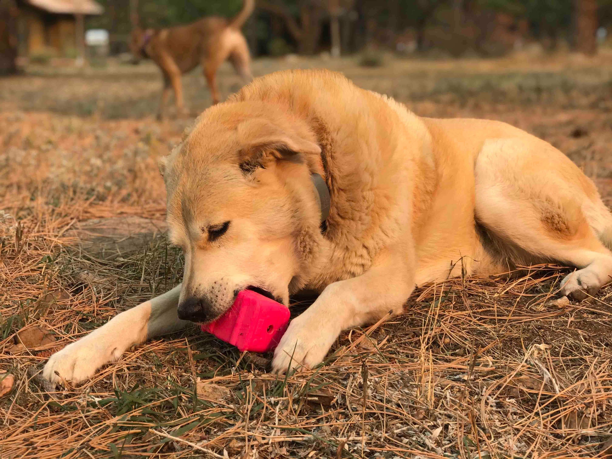 Surf's Up! Retro Van Durable Chew Toy & Treat Dispenser - Skoutley Outdoors LLC