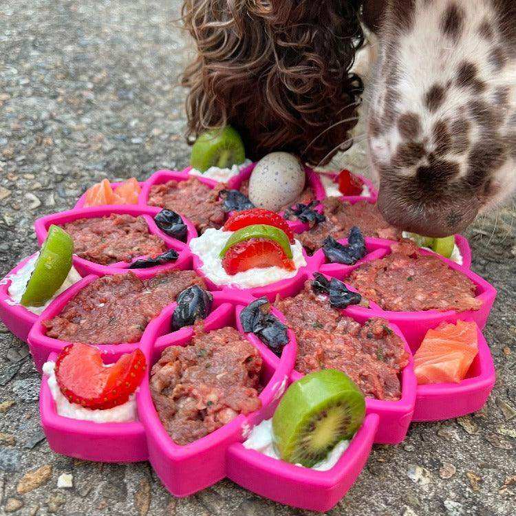 Mandala Design eTray Enrichment Tray for Dogs - Skoutley Outdoors LLC