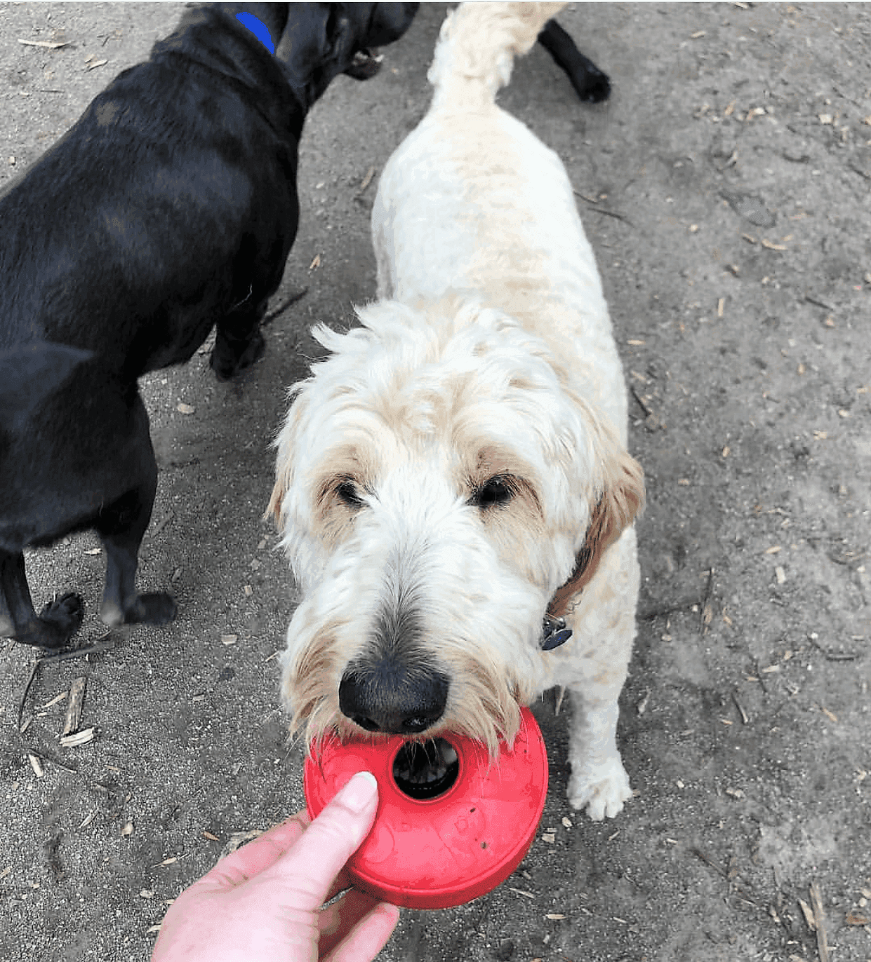 Life Ring eDispener Durable Rubber Chew Toy & Treat Dispenser - Skoutley Outdoors LLC