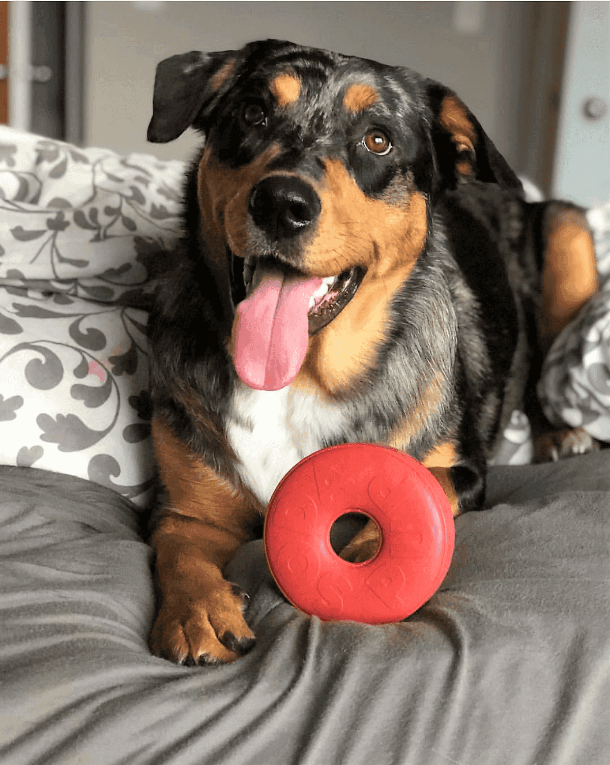 Life Ring eDispener Durable Rubber Chew Toy & Treat Dispenser - Skoutley Outdoors LLC