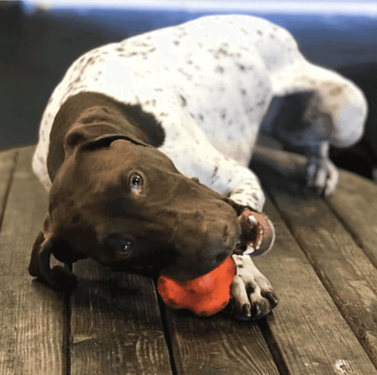 Crazy Bounce Ultra Durable Rubber Chew & Retrieving Toy - Skoutley Outdoors LLC