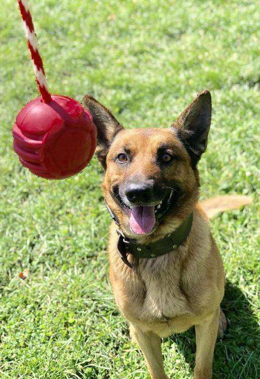 USA-K9 Stars and Stripes Ultra-Durable Rubber Chew Ball - Skoutley Outdoors LLC