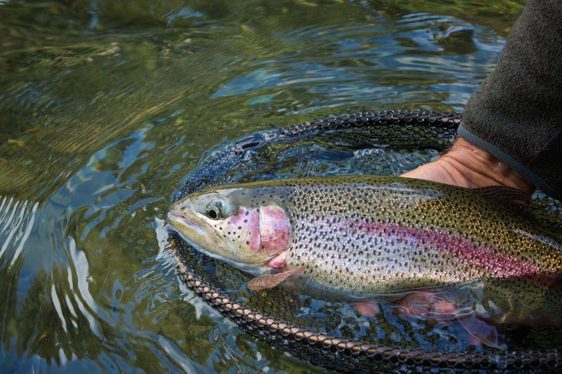 Barbless Bead Head Flash Back Gold Ribbed Hare's Ear Nymph 6 Flies Hook Size 16 - Skoutley Outdoors LLC