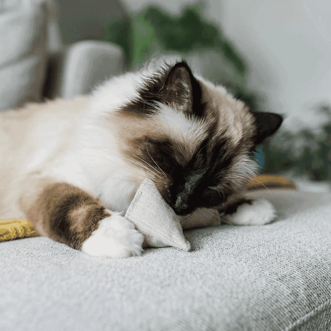 Catnip Pyramid Toy in Cotton and Hemp with Buckwheat for Crinkles - Skoutley Outdoors LLC