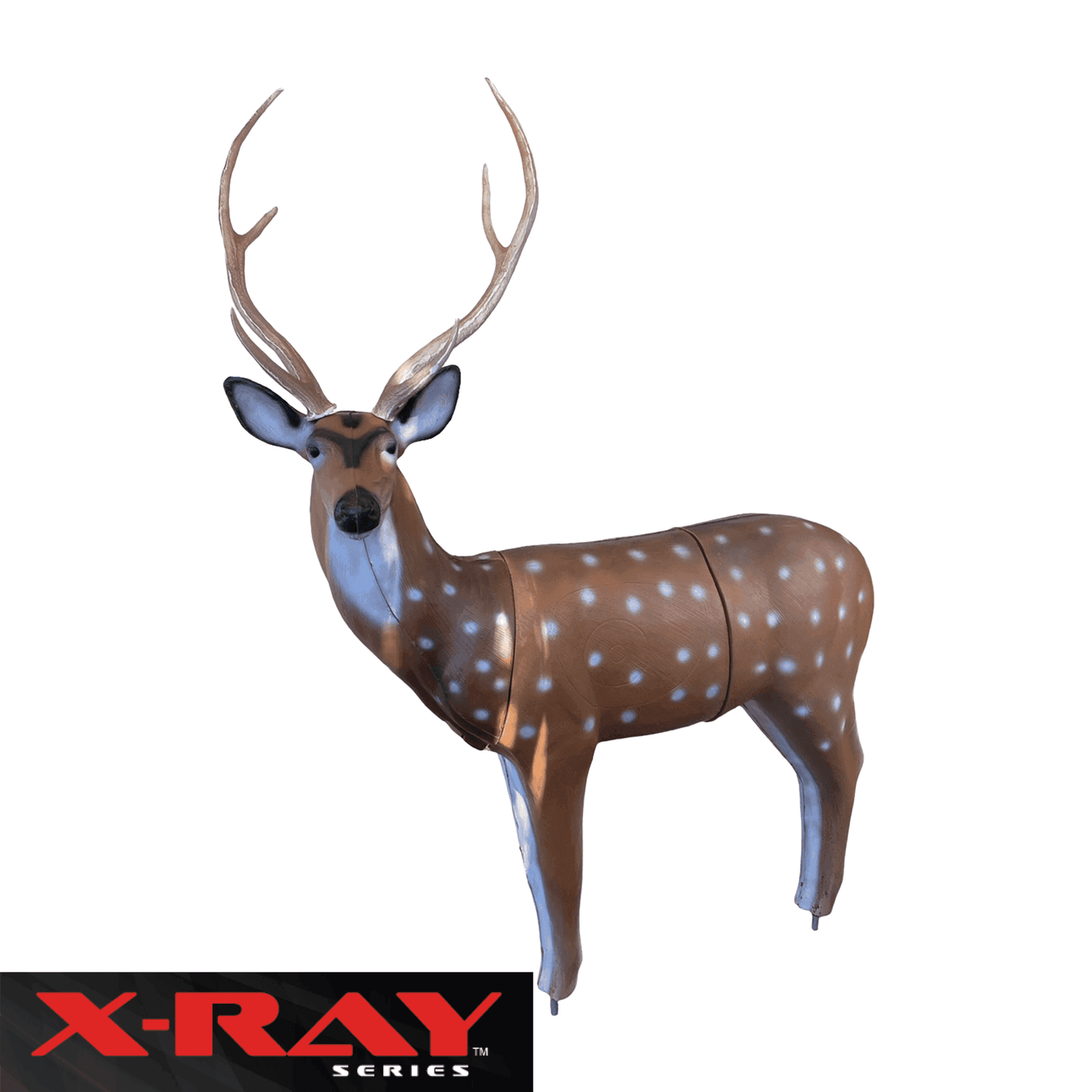 X-Ray Series Axis Deer - Skoutley Outdoors LLC