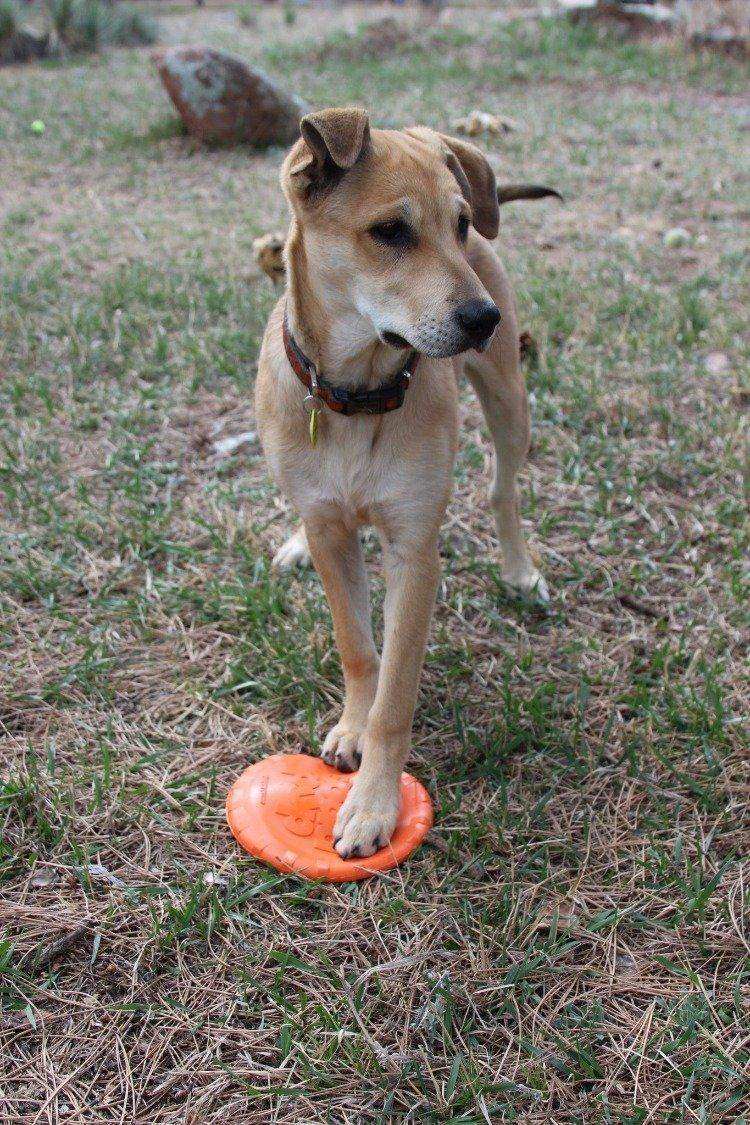 Bottle Top Flyer Durable Rubber Retrieving Frisbee - Orange - Skoutley Outdoors LLC