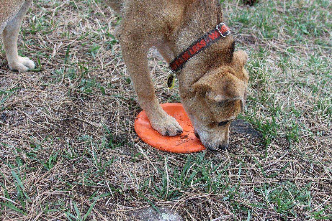 Bottle Top Flyer Durable Rubber Retrieving Frisbee - Orange - Skoutley Outdoors LLC