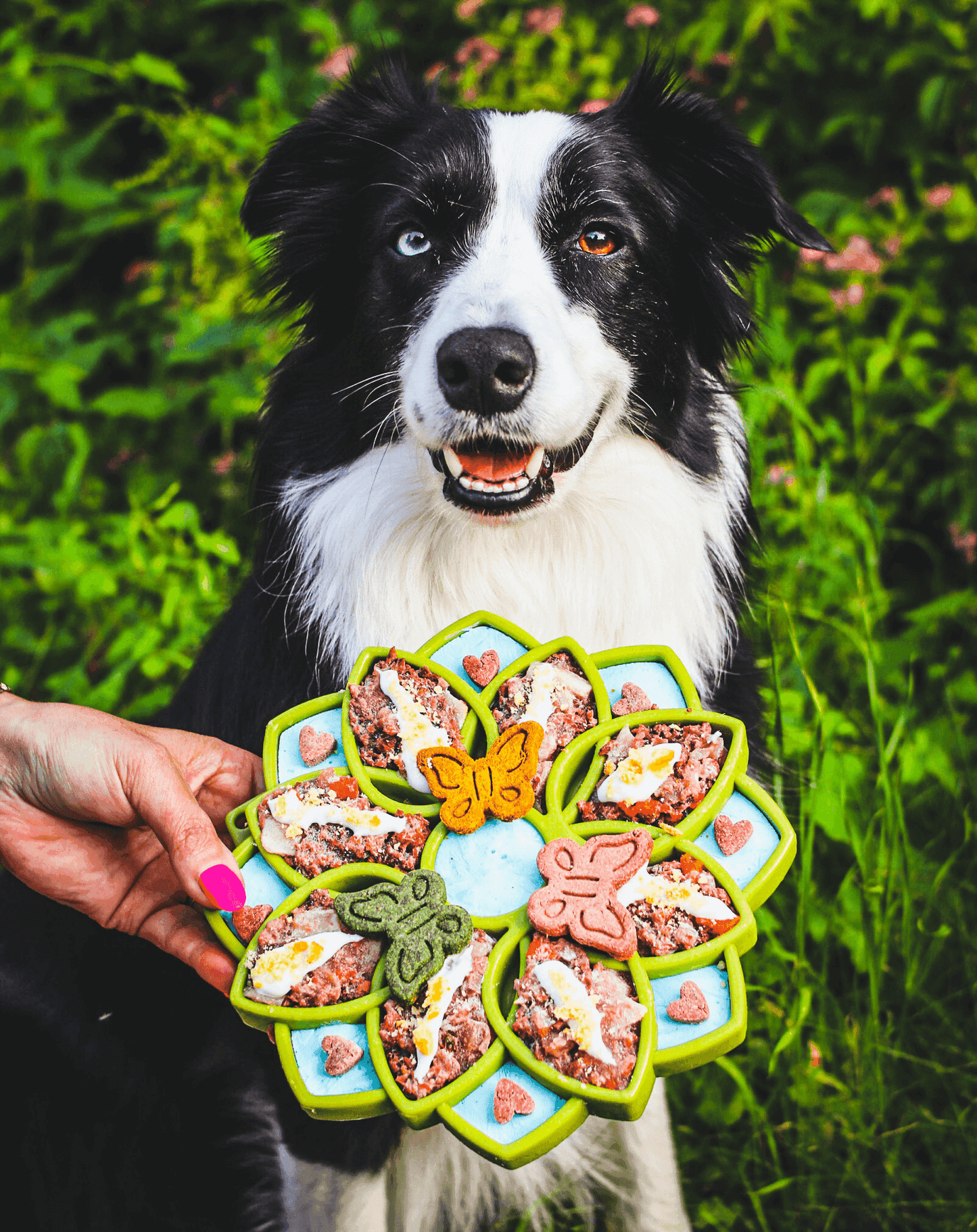 Mandala Design eTray Enrichment Tray for Dogs - Skoutley Outdoors LLC