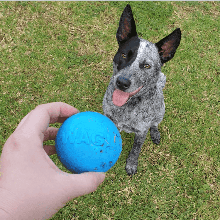 Wag Ball Ultra Durable Synthetic Rubber Chew Toy & Floating Retrieving Toy - Large - Blue - Skoutley Outdoors LLC