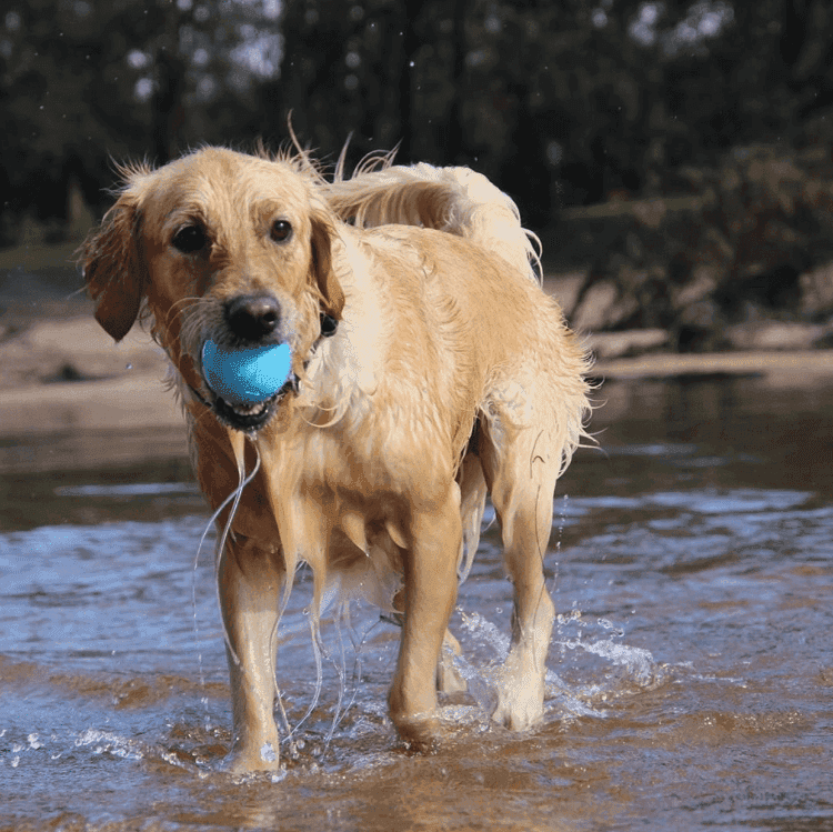 Wag Ball Ultra Durable Synthetic Rubber Chew Toy & Floating Retrieving Toy - Large - Blue - Skoutley Outdoors LLC