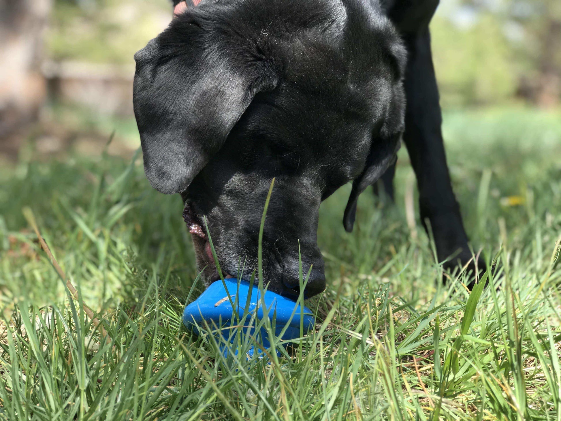 Flying Saucer eDispenser Durable Rubber Chew Toy & Treat Dispenser - Skoutley Outdoors LLC