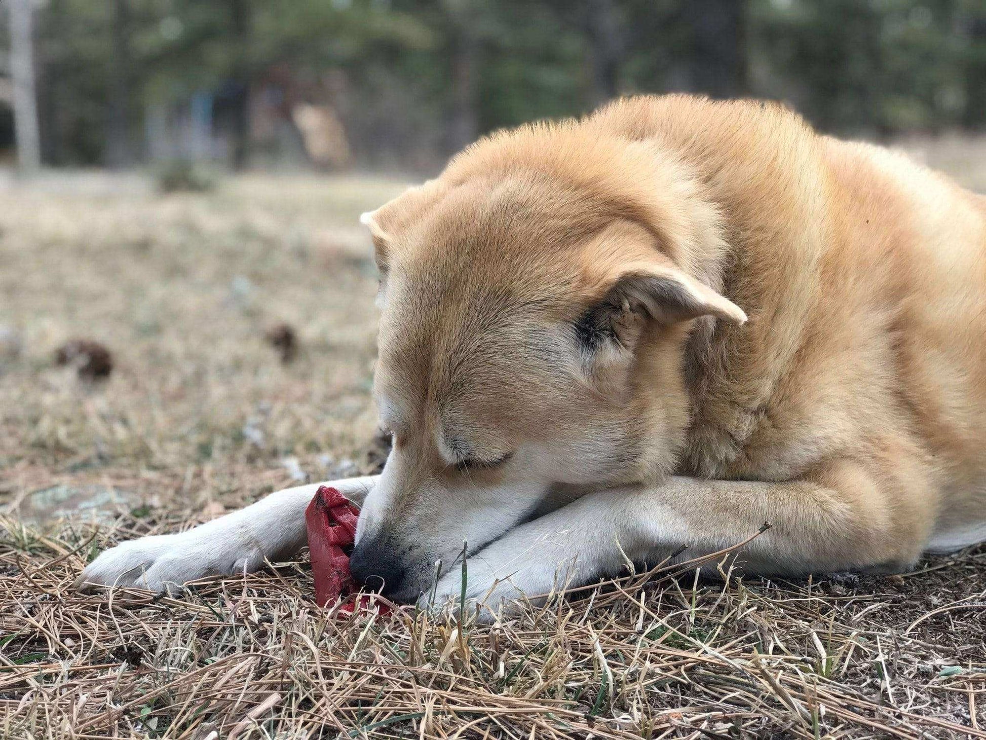 Cherry Pie eChew Ultra Durable Nylon Dog Chew Toy and Treat Holder - Skoutley Outdoors LLC