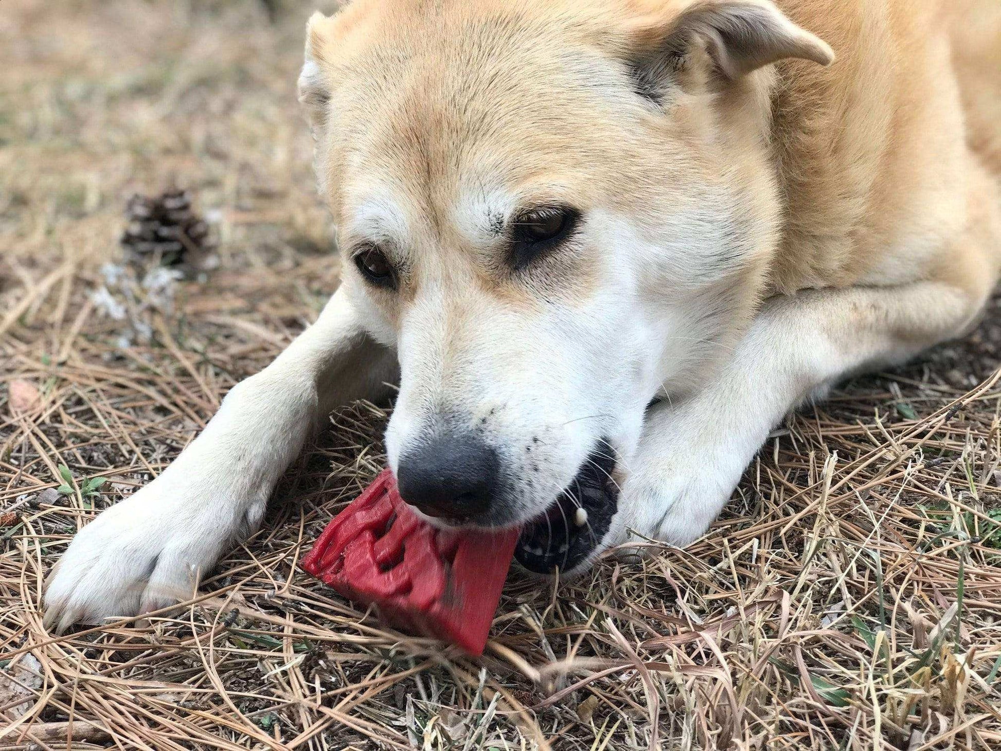 Cherry Pie eChew Ultra Durable Nylon Dog Chew Toy and Treat Holder - Skoutley Outdoors LLC