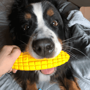 Corn on the Cob eChew Ultra Durable Nylon Dog Chew Toy - Skoutley Outdoors LLC